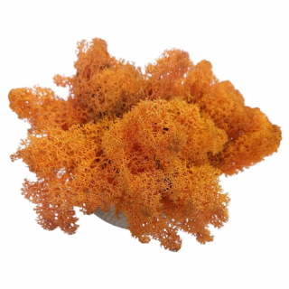 Stabilizovaný mach - nórsky lišajník - 25g - oranžová